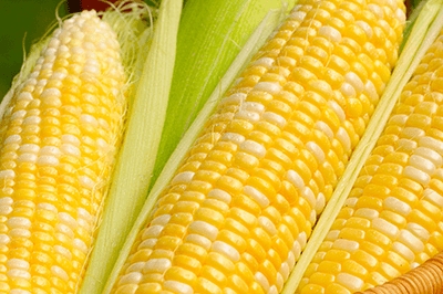 玉米含豐富的營養價值，當主食食用還有燃脂減肥的功效！